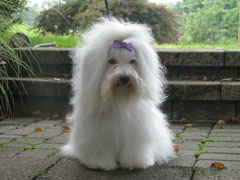 Miss Meli
